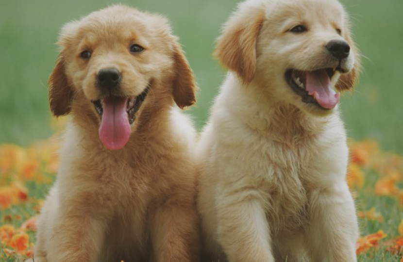 Picture of puppies 