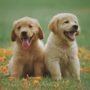 Picture of puppies 